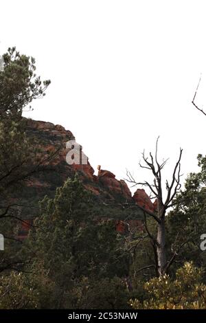 Zypressen und Manzanita Bäume vor roten Sandsteinbergen auf Devil's Bridge Trail in Sedona, Arizona, USA Stockfoto