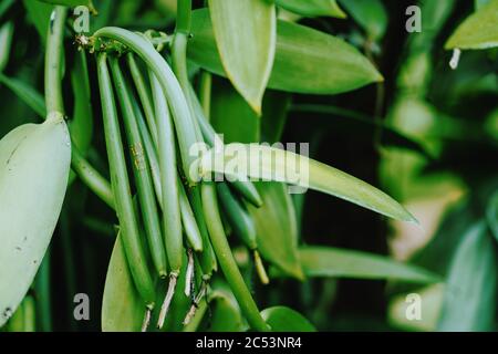 Vanilla planifolia. Nahaufnahme von Bohnenschoten auf der tropischen Klimaplantage. Stockfoto