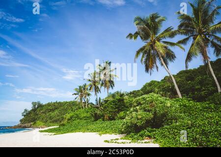 Kokospalmen und Dschungelgrün am tropischen, abgeschiedenen Sandstrand vor blauem Himmel. Stockfoto