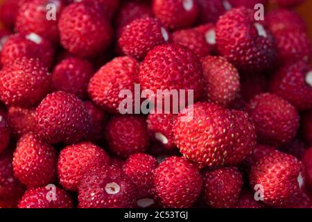 Wilde Erdbeeren Früchte Makro Textur Hintergrund Vollformat, rot reif saftig frische Beeren Stockfoto