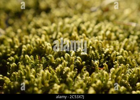 Moos wächst auf dem Waldboden auf der Insel Olchon, Baikalsee, Russland Stockfoto