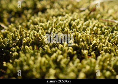 Moos wächst auf dem Waldboden auf der Insel Olchon, Baikalsee, Russland Stockfoto