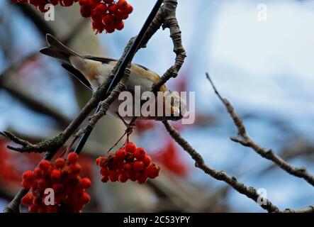 Bramblings Fütterung auf Eberesche Beeren Stockfoto