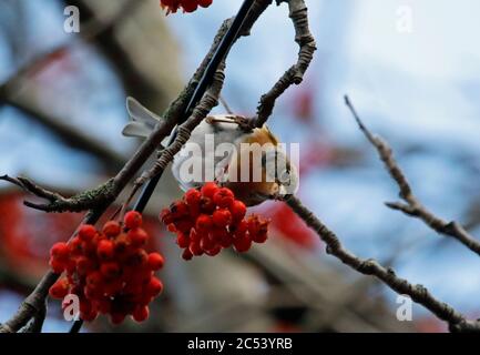 Bramblings Fütterung auf Eberesche Beeren Stockfoto