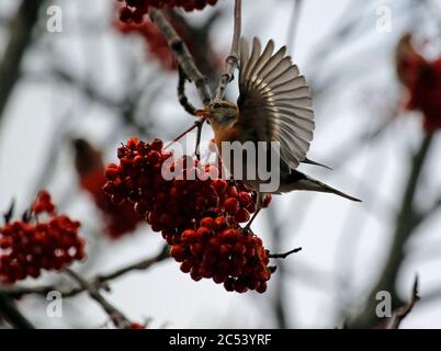 Bramblings Fütterung auf Eberesche Beeren Stockfoto