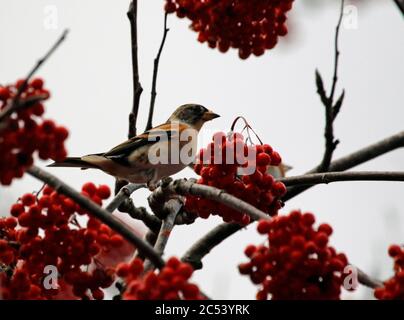 Bramblings Fütterung auf Eberesche Beeren Stockfoto