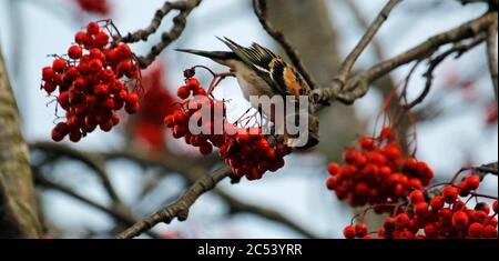 Bramblings Fütterung auf Eberesche Beeren Stockfoto