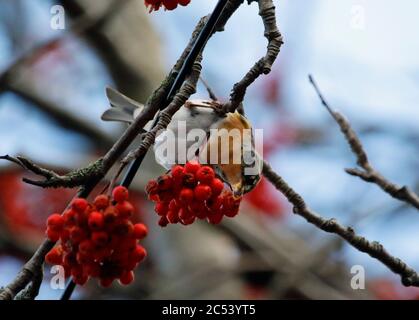 Bramblings Fütterung auf Eberesche Beeren Stockfoto