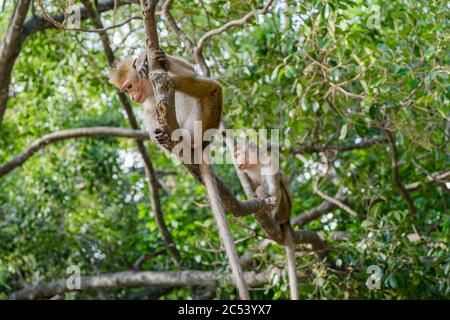 Zwei Rhesusaffen sitzen in einem Baum und schauen nach Sri Lanka Stockfoto