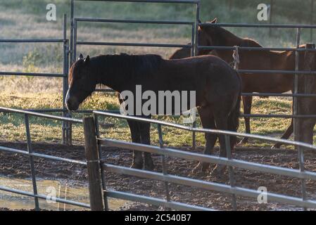 Männliches Pferd im Vordergrund der Ranch Corral mit der Grenze Fechten sichtbar mit der regen Pfütze reflektiert den schlammigen Boden. Stockfoto