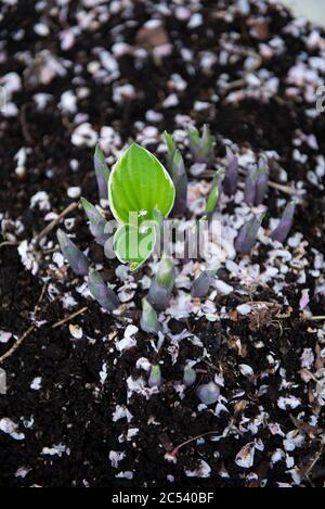 Im Frühjahr entsteht die Hosta-Anlage aus dem Boden Stockfoto