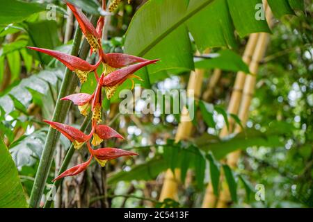 Bananenblüte, exotische Blüte im Dschungel in Sri Lanka Stockfoto