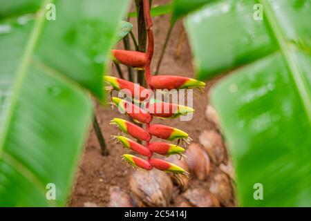 Bananenblüte, exotische Blüte im Dschungel in Sri Lanka Stockfoto