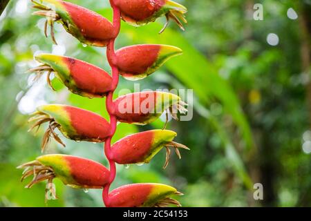 Bananenblüte, exotische Blüte im Dschungel in Sri Lanka Stockfoto