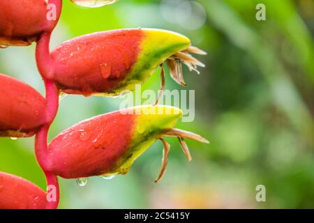 Bananenblüte, exotische Blüte im Dschungel in Sri Lanka Stockfoto