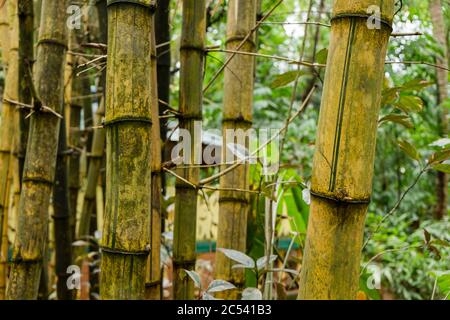 Bambusstiele, Ausflug zu einem Gewürzgarten in Sri Lanka Stockfoto