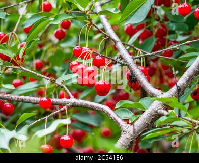 Frische rote Kirsche Beeren in einem Baum mit grünen Blättern. Selektiver Fokus eines Kirschbaums. Stockfoto