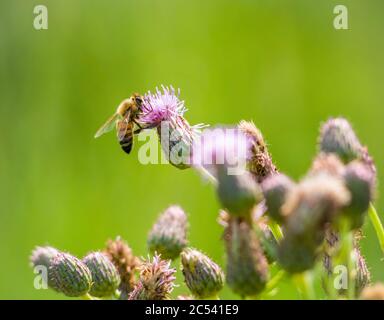Honigbiene sammelt Pollen aus Centaurea stoebe oder Cirsium arvense . Bee bestäubt eine Blume. Stockfoto