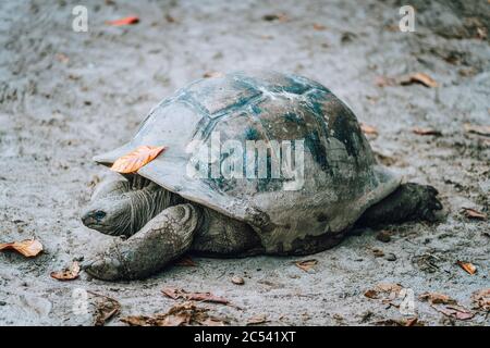 Aldabra Riesenschildkröte im lokalen Park auf La Digue Island, Seychellen. Stockfoto