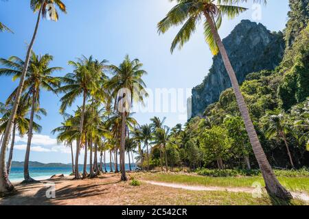 El Nido, Palawan, Philippinen. Palmen am tropischen Strand mit Felsklippen im Hintergrund. Insel-Hopping-Boot wartet in blauem Meerwasser. Stockfoto