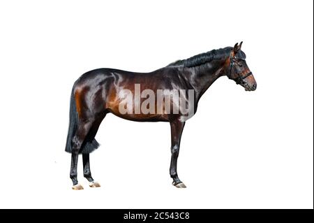 Schöner reinrassige Hengst auf weiß. Dunkles Lorbeer-Pferd isoliert auf weißem Hintergrund. Bay Horse in Briddle stehend. Hochwertige Isolierung Stockfoto