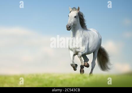 Schöne andalusische Pferd läuft schnell auf dem Feld. Weißes langmähtes Pferd, das auf dem Feld mit grünem Gras und blauem Himmel auf dem Hintergrund läuft. Gal Stockfoto