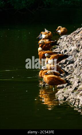 Ruddy Shelducks oder ogar Enten. Lat. Tadorna ferruginea. Im Sommer am Wasser. Wilde Ente, die sich in der Nähe des Wasserbeckens ausruhen, Wildvögel, die an e sitzen Stockfoto