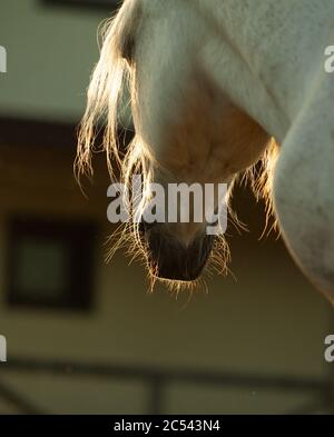 Weißes Zugpferd im Konturlicht. Weißes Pferd im Sonnenuntergang Licht. Sonnenuntergang auf dem Bauernhof. Tiere auf dem Bauernhof Stockfoto