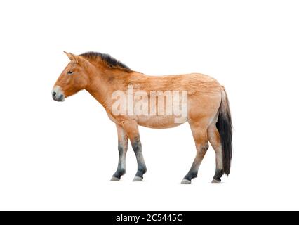 Przewalskis Pferd isoliert über einem weißen. lat. Equus przewalskii caballus, Wildpferd. Weißer Hintergrund Stockfoto