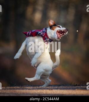 Nette lustige Hund Jack russel Terrier fangen ein Vergnügen, tanzen weraing einen Schal Stockfoto