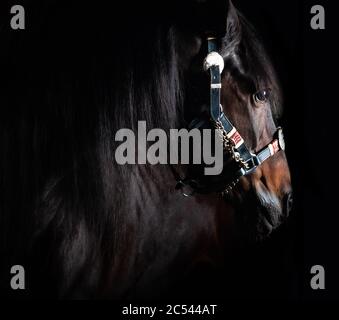 Bay Horse auf schwarzem Hintergrund. Studio-Innenaufnahme, Konturlicht, Low-Key-Stil. Pferd in der Amunition, im Halfter Stockfoto