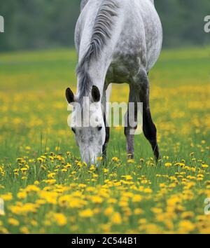 Dapple graues Pferd grasen im Bereich der Löwenzahn Stockfoto