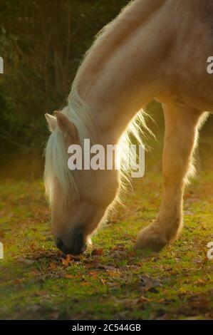 Palomino Pferd grasen im Herbst Tag in der Sonne Sonnenuntergang, sanfte Töne Stockfoto