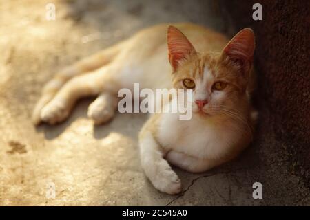 Yong Katze ruht im Sommerhof Stockfoto