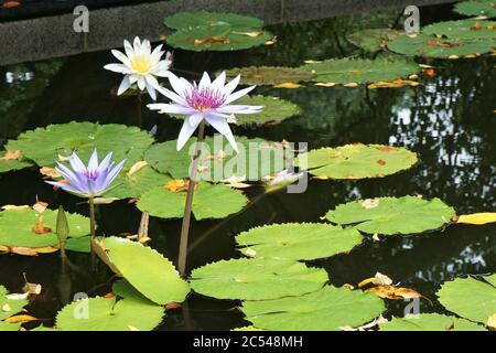 Schöne Seerose oder Lotus Blume im Teich Stockfoto