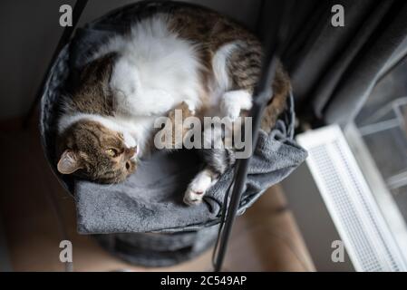 Müde Tabby weiße britische Kurzhaarkatze, die auf einem komfortablen Haustierbett liegt, innen entspannend neben dem Fenster Stockfoto