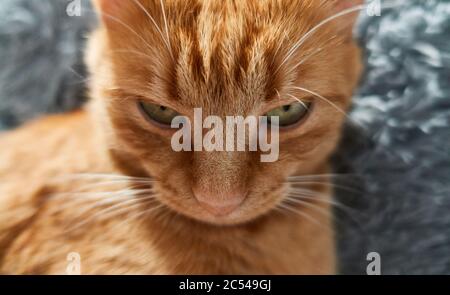 Nahaufnahme Porträt von Ingwer Katze Blick unten auf flauschigen grauen Hintergrund. Frontansicht ernsthafte oder böse Katze Konzept. Stockfoto