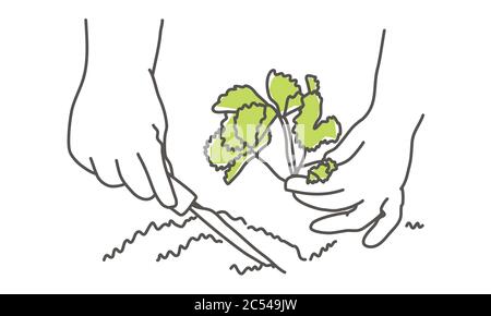 Gartenbau oder Pflanzkonzept. Handgezeichnete Vektorgrafik. Stock Vektor