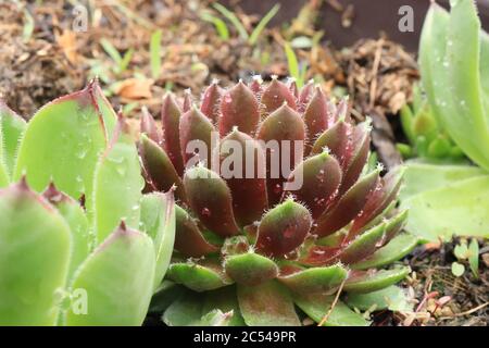 Sempervivum tectorum oder Gemeine Houseek, auch Hausfrau genannt, grüne Pflanze und Regentropfen auf den Blättern Stockfoto