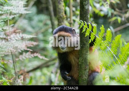 Goldener Affe, der sich an einem Baum im Volcanoes National Park, Ruanda, festhält Stockfoto