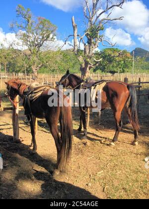 Zwei Pferde, die auf einem Bauernhof in der Nähe von Trinidad Pause machen Stockfoto