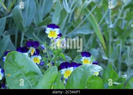 Nahaufnahme der Viola im Garten Stockfoto