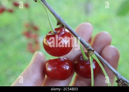 Rote reife Kirschen auf dem Ast und die Finger der Frauen erreichen Früchte und sind bereit, sie zu pflücken Stockfoto