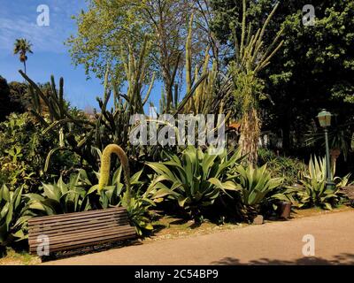 Botanischer Garten in Lissabon Stockfoto