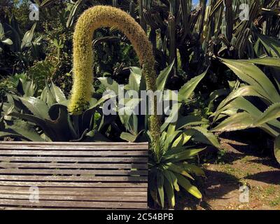 Botanischer Garten in Lissabon Stockfoto