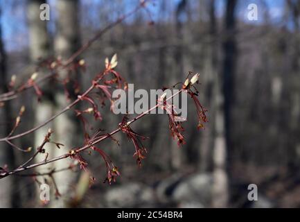 Roter Ahorn im Frühjahr Stockfoto