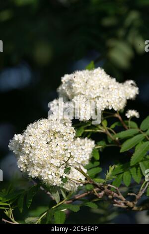 Dolden von cremig weißen Blumen auf dem Berg Asche, oder Rowan (Sorbus Aucuparia) Stockfoto