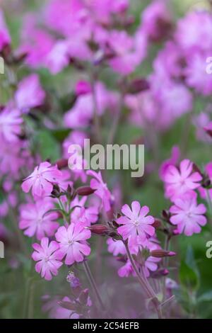 Der rote Wildblumencampion (Silene Dioica) wächst auf dem Land Stockfoto