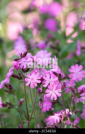 Blüten des Roten Campion (Silene Dioica) in der Wildnis wachsen Stockfoto