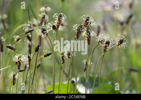 Die weißen Staubblätter und braunen Korollae der Knock-Heads, besser bekannt als Ribwort-Wegerich (Plantago Lanceolata) Stockfoto